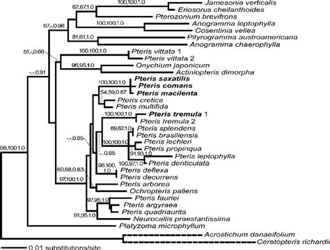 Maximum Likelihood Tree Of RbcL DNA Sequences For The Pteridoid Ferns