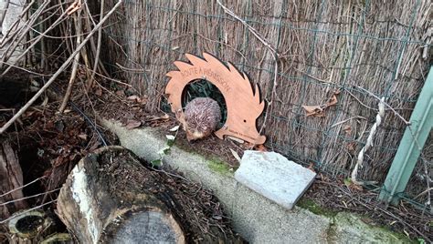 Corridors For Hedgehogs Installed In Toulouse Gardens Europe Cities