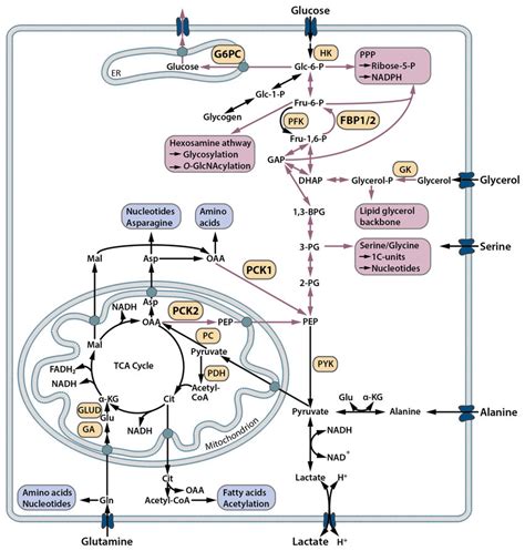 Gluconeogenesis Cycle