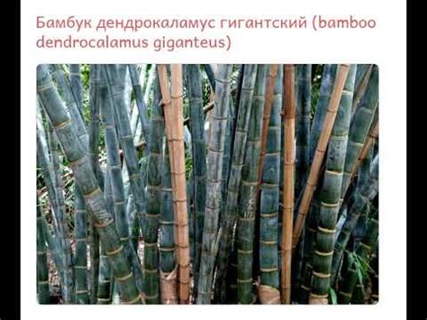 Бамбук дендрокаламус гигантский (bamboo dendrocalamus giganteus) - YouTube