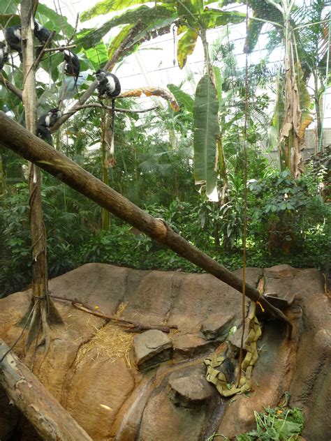 Pittsburgh Zoo Colobus Monkey Exhibit Zoochat