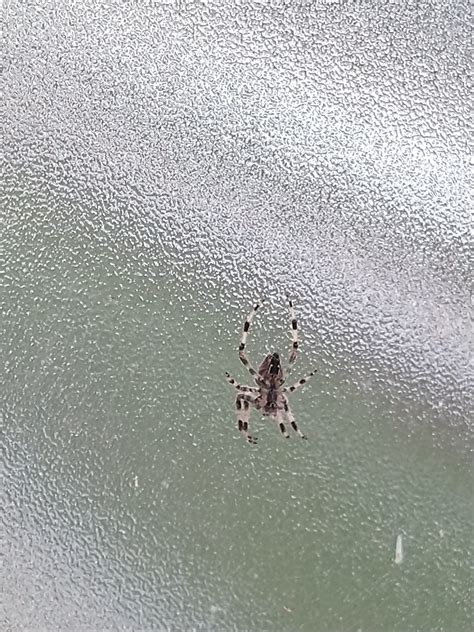 Portugal Does Anyone Know The Species Of This Spider Rspiders