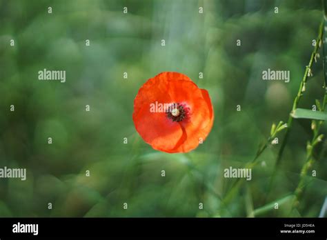 Poppy Flower Papaver Rhoeas Stock Photo Alamy