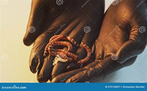 Flour Worms Crawl On The Palms In Black Gloves A Set Of Measures To