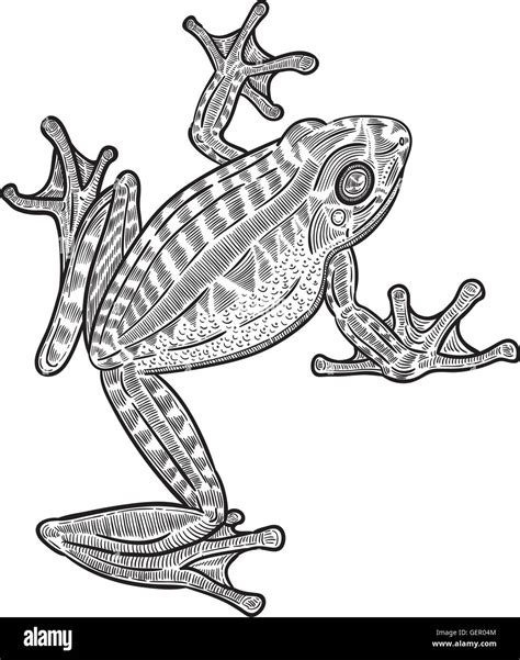 Images Of Frog Line Drawing