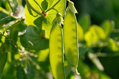 Comment Faire Ses Graines D Endives La Petite Maison Verte