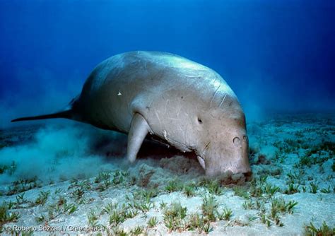 Dugong Mamalia Laut Yang Lucu Dinyatakan Punah Di China Bagaimana