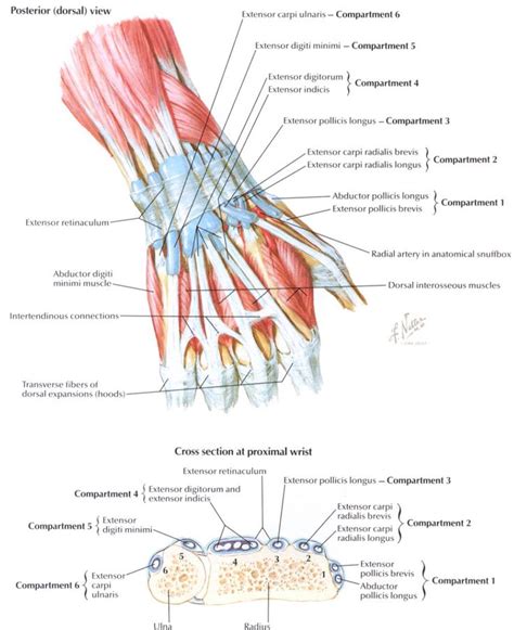 Dorsal View Of The Wrist