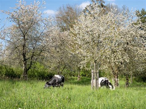 Two Beef Cows Under Blossoming Fruit Trees In Dutch Province Of Limburg