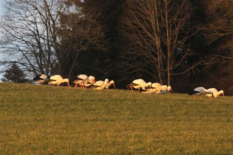 Une Quinzaine De Cigognes Aux Bois