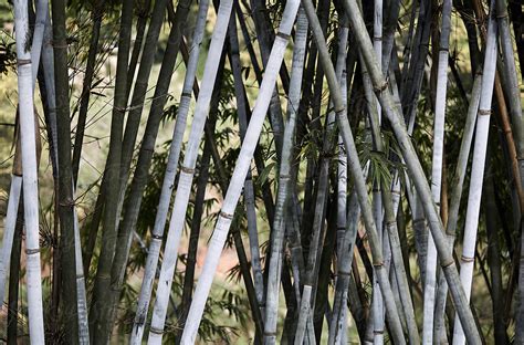 «Close-up Of Bamboo Forest, Arranged In Orderly And Interesting Bamboo ...