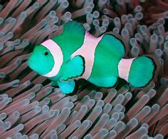 This is a neon clownfish ... Desktop Wallpaper, Wallpapers, Wallpaper Gratis, Wallpaper Free ...