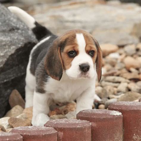 Any Advice On Beagle Training