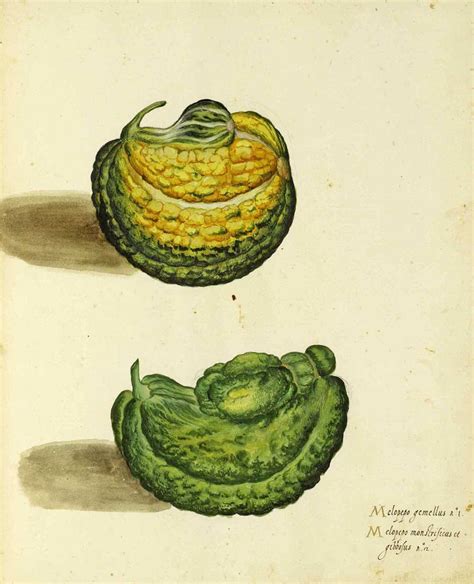 Heirloom Squash By Ulisse Aldrovandi By Italian School