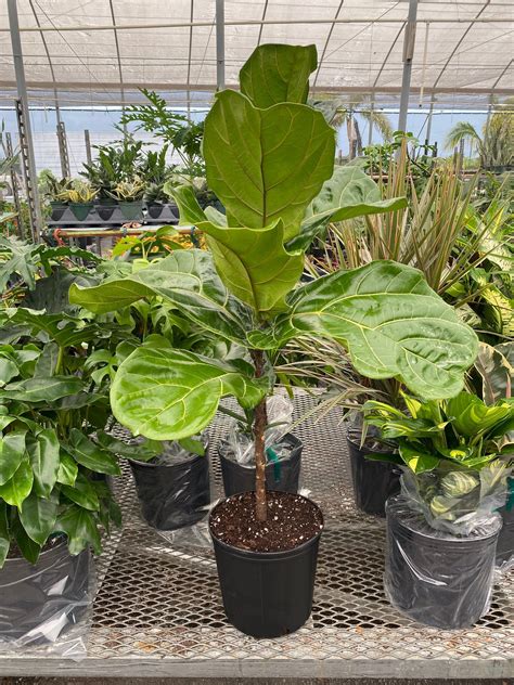 Ficus Lyrata Commonly Known As The Fiddle Leaf Fig Is A Species Of