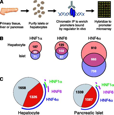 Control Of Pancreas And Liver Gene Expression By Hnf Transcription