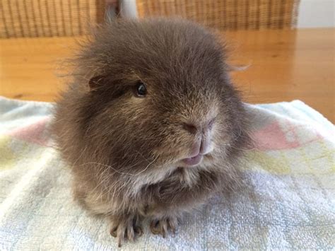 Pin Op Ch Teddy Guinea Pig Cavia