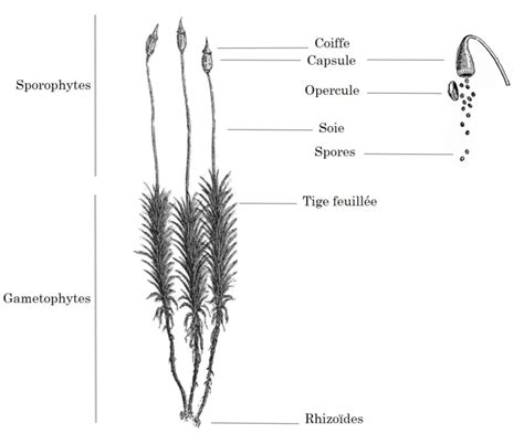 Schéma d organisation générale pour un exemple de bryophyte