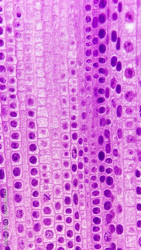 Cell Division On Allium Sp Root Longitudinal Section Of Monocot Root