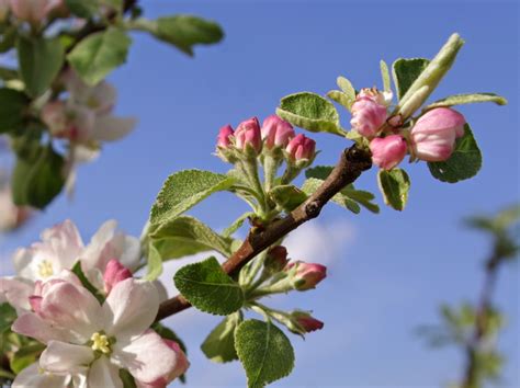 sweetbay: Apple Tree Blossoms