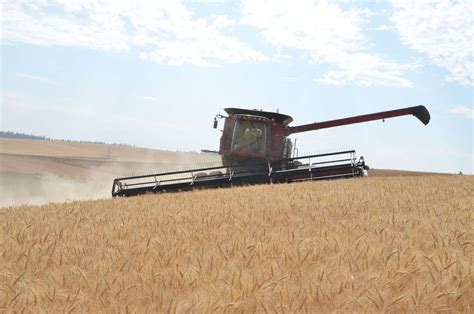 North Dakota Spring Wheat Yield Seen Down From 2022 As Drought Widens