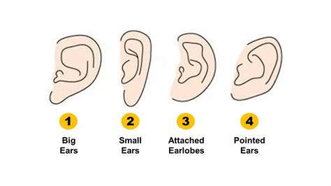 Personality Test Your Ear Shape Reveals Your Hidden Personality Traits