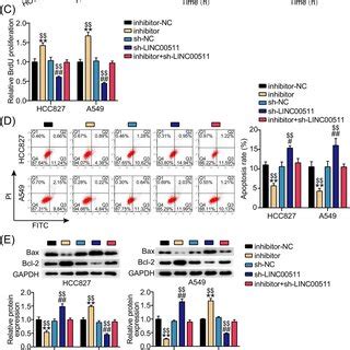 LINC00511 Knockdown Inhibited The Proliferation Of LUAD Cells A