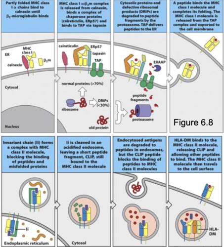 Immunology Quiz 8 Flashcards Quizlet