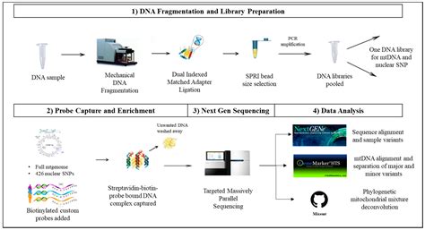 Genes Free Full Text Applications Of Probe Capture Enrichment Next