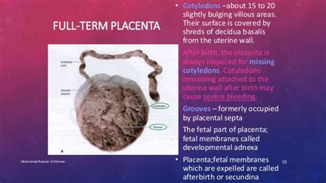 Placenta embryology