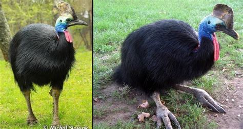 Top 10 Flightless Bird Species In The World