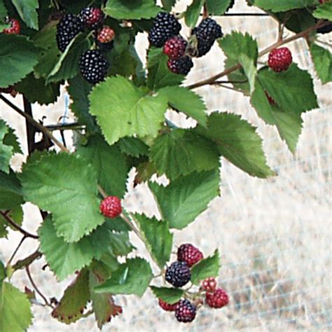 M Rier Triple Crown Rubus Fruticosus M Re Des Jardins Sans Pines