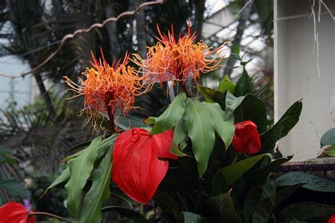 France Botany Nature - Free photo on Pixabay - Pixabay