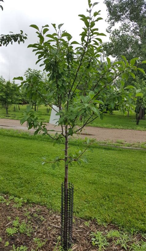 Prunier Mont Royal Un Arbre Pour Mon Quartier