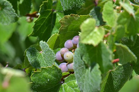 Vitis Arizonica Canyon Grape Southwest Desert Flora