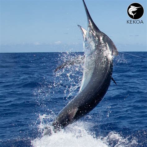 Cairns Marlin Season Mooloolaba Billfish Bash Townsville And More