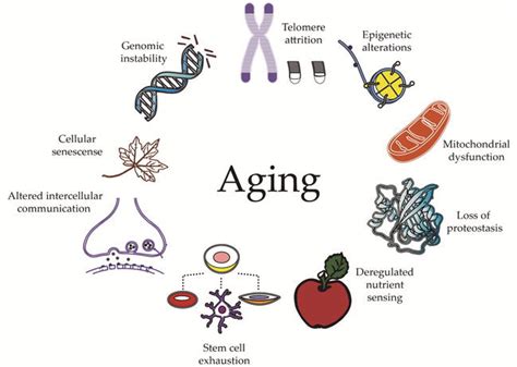 Aging & Fitness Part 2: On the Biology of the Aging Body! - CyclingApps ...