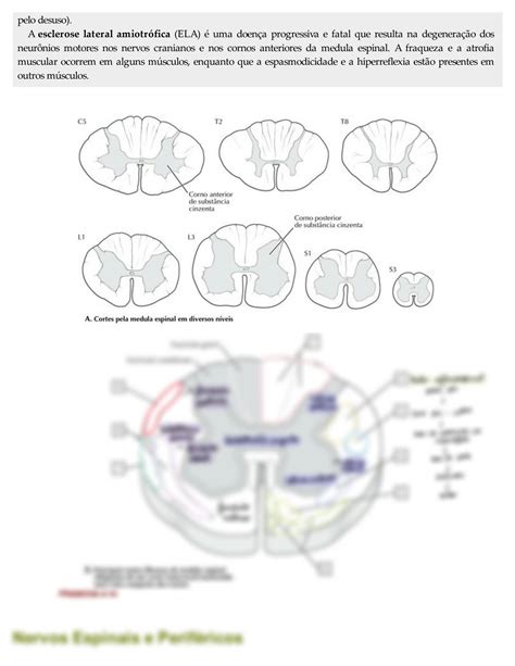 SOLUTION Anatomia Netter Para Colorir Medula Espinal Studypool