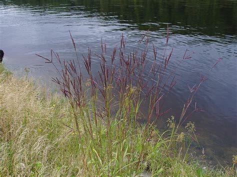 Andropogon Gerardii Big Bluestem Go Botany