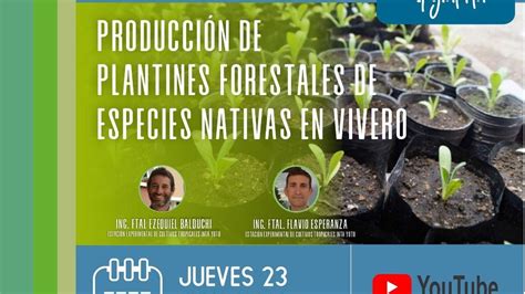 Producción De Plantines Forestales De Especies Nativas En Vivero” De La