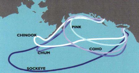 Fanatic Cook: Salmon Migration Routes and Japan's Radiation Plume