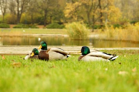 Free Picture Three Wild Ducks Birds Waterflowl Grass