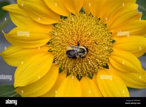 Bright Yellow Sunflower With Bee Stock Photo Alamy