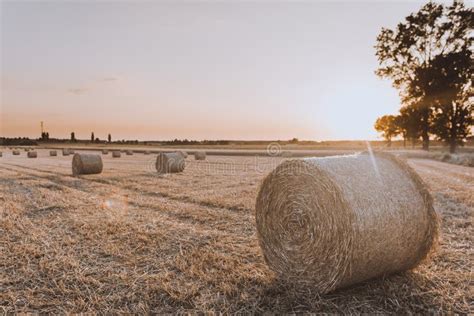 Hay Bales On Harvested Farm Field Big Straw Bales Stock Photo Image