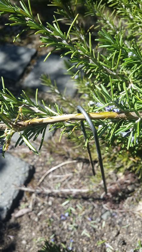 Propagation Tips: Layering Rosemary | ASHLAND GARDEN CLUB