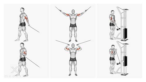 Cable Curls So Trainierst Du Deinen Bizeps Am Kabelzug ModusX