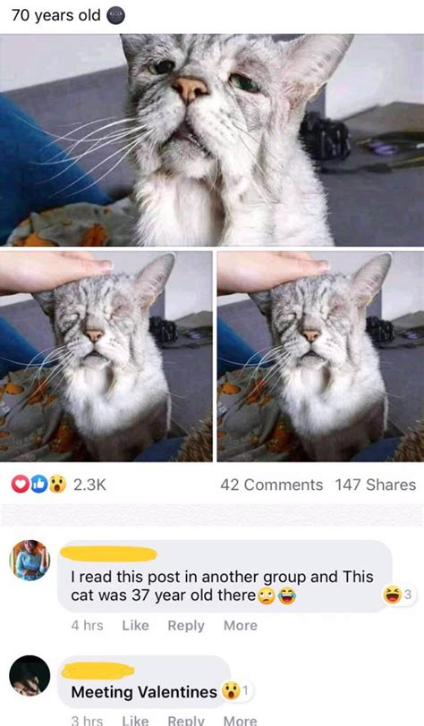 Old Cat Not So Old Quityourbullshit