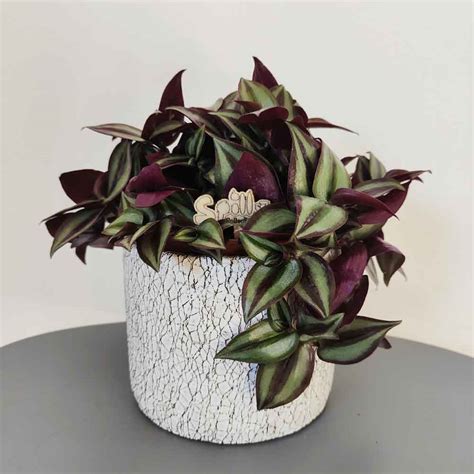 Tradescantia Zebrina Purpusii” Vendita Piante Succulenti Online