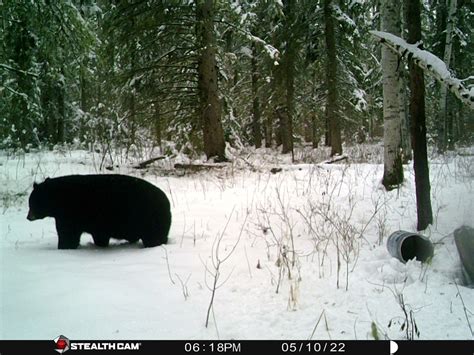 Alberta Guided Black Bear Hunts Spring Bear Hunts