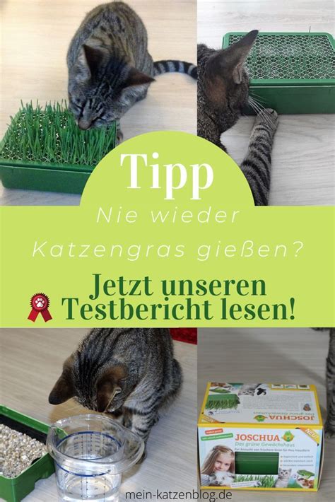 Katzengras richtig zu pflegen und gie en stellt für viele eine